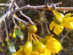 Ochna serrulata buds and flowers